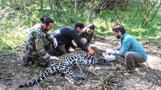Capturaron al yaguareté visto en El Impenetrable para tomar muestras