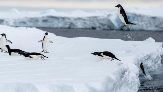 Hallaron por primera vez restos de microplásticos en pingüinos de la Antártida
