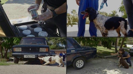 Cuba prepara escuadrón de perros para detectar billetes del lavado de dinero