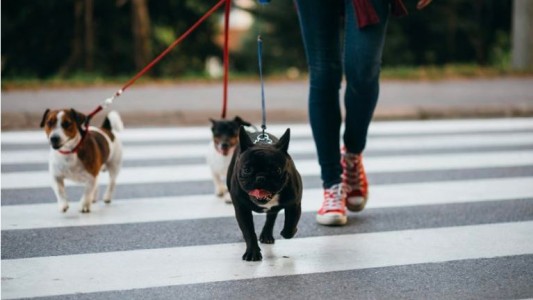 Multarán a los dueños que no saquen a pasear a sus perros
