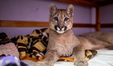 Rescataron a un puma que era la mascota de una casa