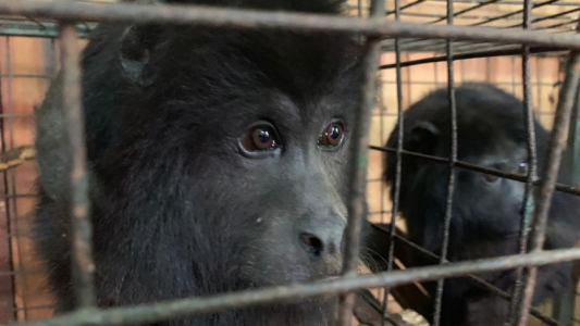 VIDEOS: proyecto Carayá: un refugio de primates que es referente en Latinoamerica