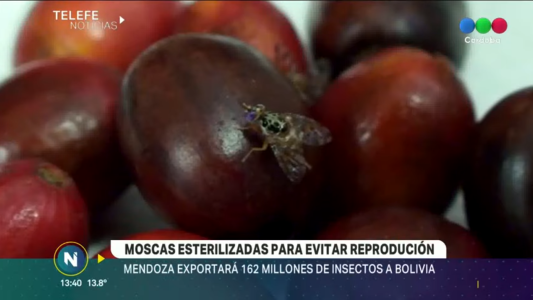 Mendoza exportará moscas estériles a Bolivia