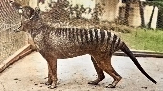 Lobo de Tasmania: vieron en la calle a un animal que se extinguió en 1936