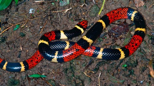 VIDEO: Un avispón impide que una serpiente se trague a otra