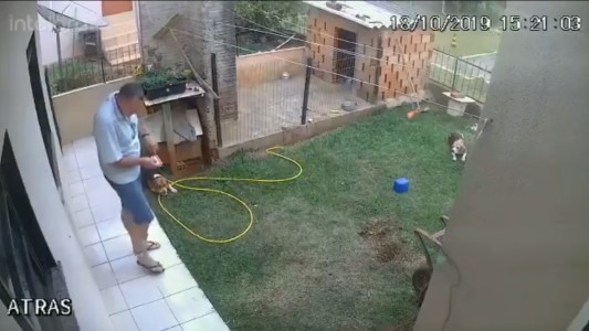 VIDEO Mirá lo que te puede pasar si tiras nafta en un hormiguero