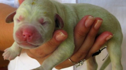 Insólito: nació un cachorrito de color verde en Estados Unidos