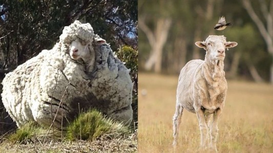 Dolor por la muerte de Chris, la oveja que era récord Guinness