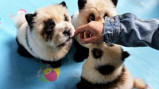 Indignación en redes: café de mascotas tiñe a perros para que parezcan pandas