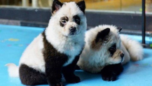 Un bar chino pinta perros para que parezcan osos panda