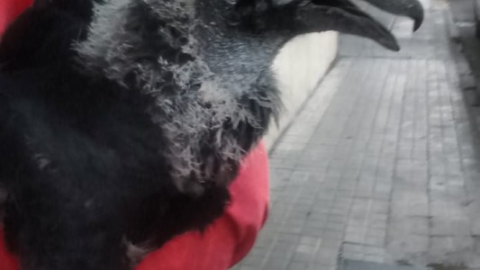 Rescataron un ave caída en pleno Centro de Córdoba