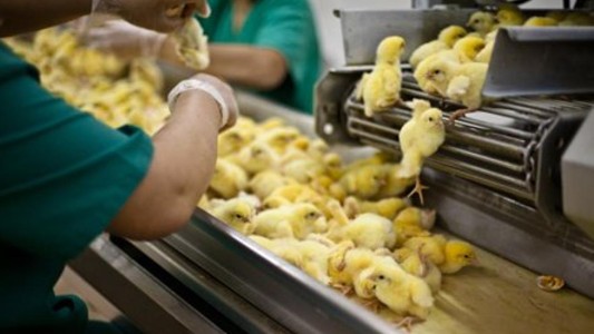 Suiza prohibió triturar pollitos vivos