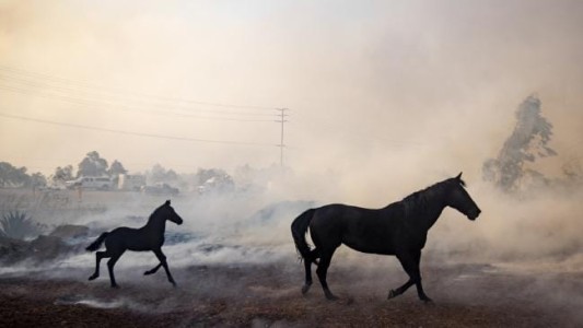 Video: caballo héroe salva a un potrillo de las llamas en California