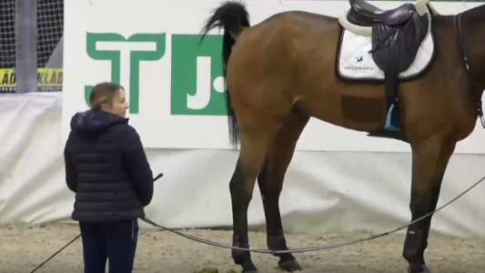 Energía de la bosta: caballos iluminan su propia competencia