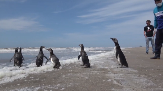 Liberan siete pingüinos que fueron rescatados y curados