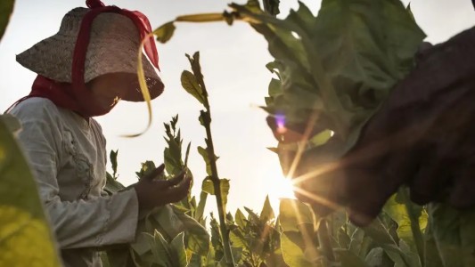 Tabacalera despedirá el 30 por ciento de empleados por la caída de ventas en Nicaragua