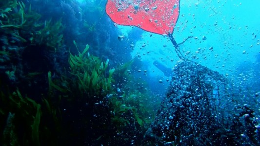 VIDEO: residuos pesqueros contaminan y acaban con la fauna marina