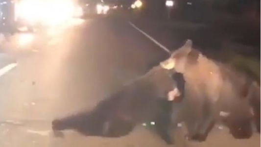 VIDEO: manada de osos rescata a un cachorro herido en una autopista