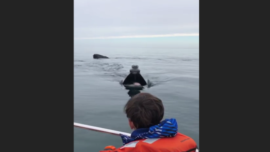 VIDEO: graban a una ballena comiendo a metros de un bote con turistas