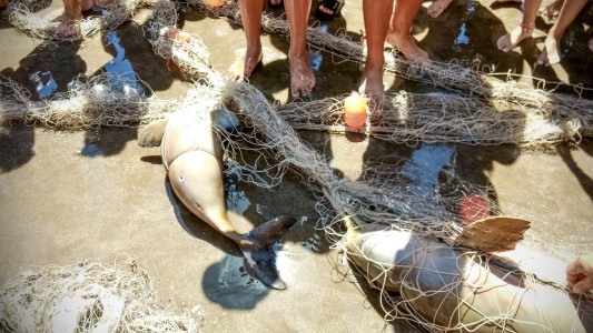 Preocupación mundial por la Franciscana, un delfín que habita en la costa argentina