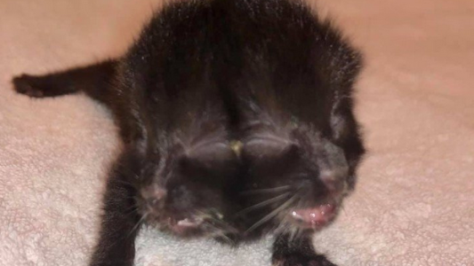 El milagro de la gatita Dúo: nació con dos caras y sobrevivió 4 meses pese a los pronósticos