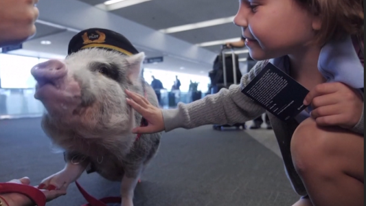 VIDEO: una cerdita ayuda a los pasajeros estresados en el aeropuerto de San Francisco