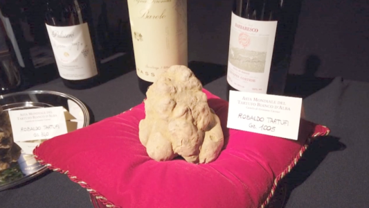 VIDEO: subastan una trufa blanca por 120 mil euros