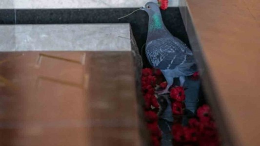 Fotos: la paloma que "roba" flores de las tumbas de soldados para construir su nido