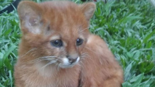 Una joven tucumana pensó que había adoptado un gato y era un puma