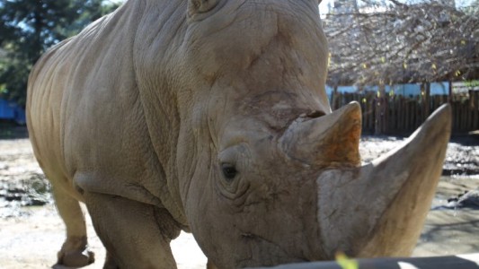 Murió Gaspar, el último rinoceronte que quedaba en el exzoológico porteño