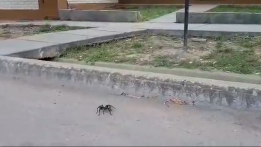 VIDEO: pánico por arañas gigantes en Mendoza