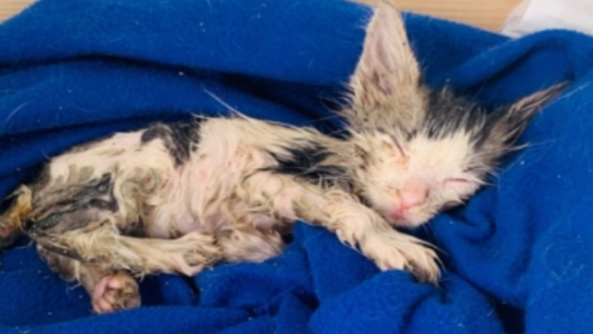 Hallaron a una gatita cubierta con pegamento que lucha por salvar su vida