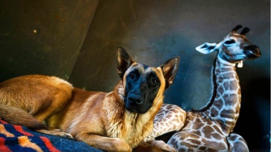El perro que cuida de una jirafa bebé abandonada por su mamá causa emoción en las redes