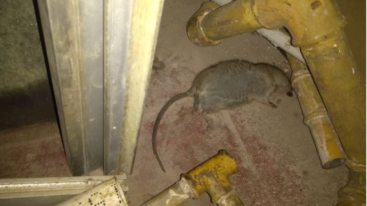 Ratas y cucarachas afectan la atención en la Dirección de Especialidades Médicas