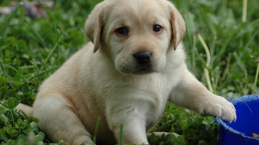 Preparativos y cuidados para perros cachorros