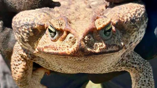 Santa Fe: Pánico en un pueblo por la aparición de un sapo gigante