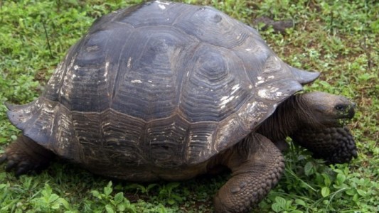 Fuerte multa a un chofer de un micro que atropelló a una tortuga en Galápagos