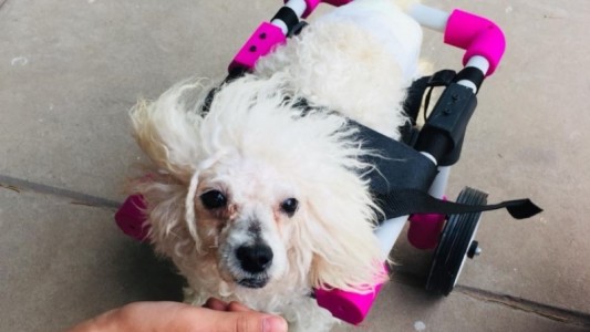 Una joven platense creó sillas de ruedas impresas en 3D para perritos inválidos