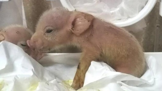 Crearon en laboratorio un animal híbrido con células de chancho y de mono