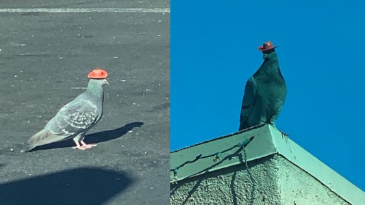 Misterio por las palomas que aparecieron con pequeños sombreros de vaquero