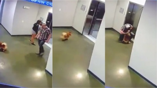 VIDEO: salvó a un perro de morir estrangulado con su propia correa