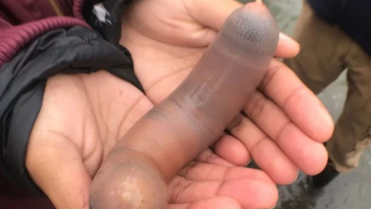 Miles de "peces pene" invadieron una playa en California