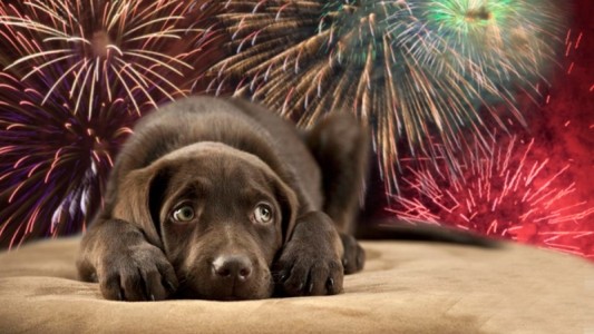 Emiten programación de TV antiestrés para perros durante las Fiestas