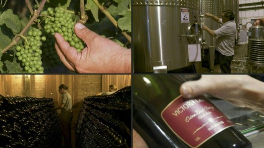 VIDEO: Brasil apuesta a la producción de vino espumante