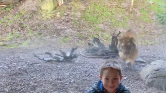VIDEO: un nene quería sacarse una foto en el zoo y se llevó tremendo susto