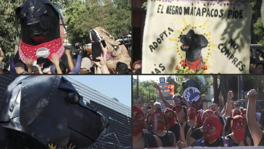 El Negro Matapacos, el perro ícono de resistencia social en Chile
