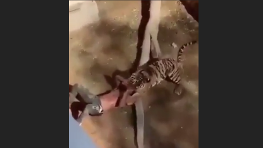 VIDEO: milagroso rescate de un hombre atacado por un tigre en un zoo