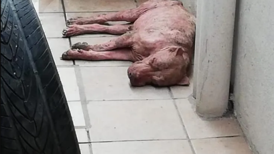 La increíble transformación de un perro rescatado en un basural
