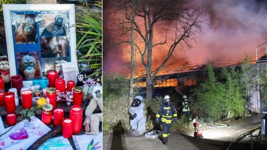 Murieron 30 monos al incendiarse un zoológico en Alemania