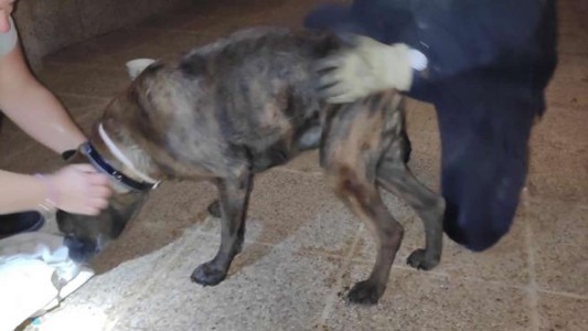 Rescataron a un perro que había quedado atrapado luego de huir asustado por la pirotecnia